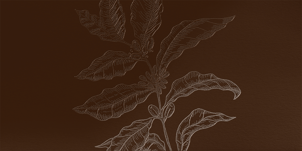 Alzare Cold Brew Coffee // Detalle de Ilustración