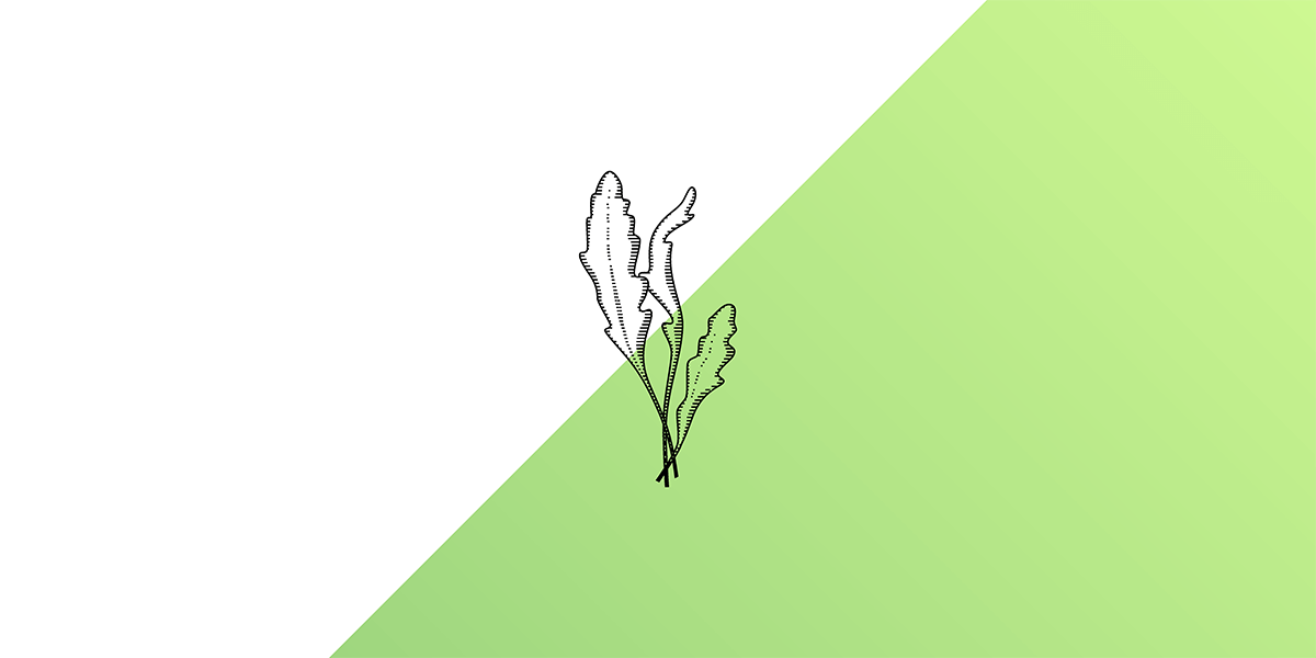 Arúgula Juice Bar // Logotipo